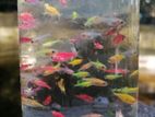 Glow Tetra 1cm Babies Fish
