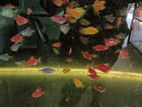 Glow Tetra Breeding Size