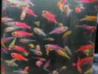 Glow Tetra Fish ( 1 /1.2 Cm )