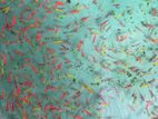 Glow Tetra Fish Babies