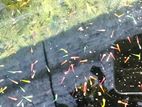 Glow Tetra Fish