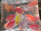 glow tetra fish