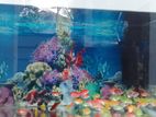 Glow Tetra Fish Pair 22 with Tank and Other Accessories