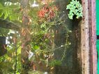 Glow Tetra Fish