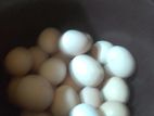 ගම් බිත්තර