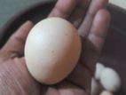 ගම් බිත්තර