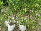 ගම් දෙහි පැළ ( lime plants )