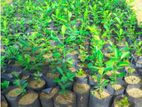 ගම් දෙහි පැළ ( lime plants )