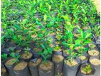 ගම් දෙහි පැළ ( Lime Plants )