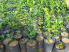 ගම් දෙහි පැළ ( lime plants )