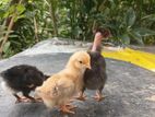 ගම් කිකිලි පැටව්