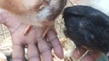 ගම් කිකිලි පැටවු