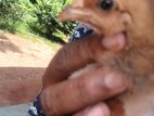 ගම් කිකිලි පැටවු