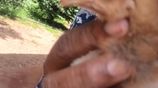 ගම් කිකිලි පැටවු