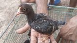 ගම් කිකිලි පැටවු
