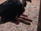 ගම් කිකිලි පැටවු