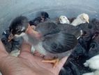 ගම් කිකිලි පැටවුන්