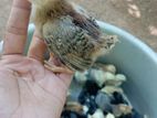 ගම් කිකිලි පැටවුන්