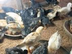 ගම් කිකිලි පටව්