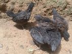 ගම් කිකිලියො