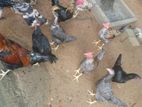 ගම් කිකිලියන්