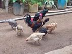 ගම් කිකිලියන්