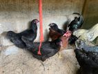 ගම් කිකිලියන්
