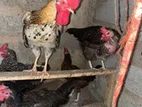 ගම් කිකිලියන්