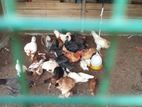 ගම් කිකිළි යන්