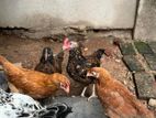 ගම් කිකිළියන්