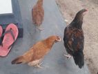 ගම් කිකිළියන්