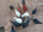 ගම් කිකිළියන්