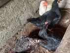 ගම් කිකිළියන්