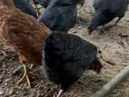 ගම් කිකිළියන්