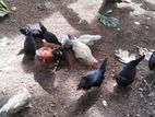 ගම් කිකිළියන්
