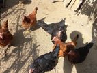ගම් කිකිළියන්