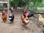 ගම් කිකිළියන්