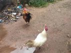 ගම් කිකිළියන් සහ කුකුලන්