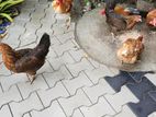ගම් කිකිළියන්