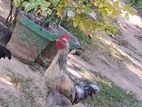 ගම් කුකුල් නාම්බා Kukula