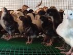 ගම් කුකුල් පැටවුන්