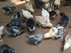 ගම් කුකුල් පැටවුන් Village Chicken Chicks
