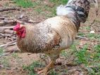 ගම් කුකුලා