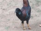 ගම් කුකුලෙක්