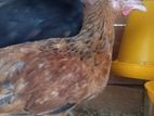 Farm Chick