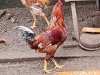 ගම් කුකුළන්