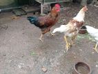 ගම් කුකුළන්