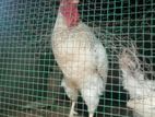 ගම් කුකුළන්