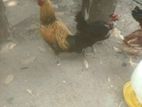 ගම් කුකුළන්