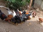 ගම් කුකුළන් හා කිකිලියන් විකිනිමට